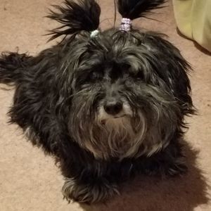 Meet your Posher, Tracy